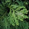 Thujopsis (Thujopsis Dolabrata) -Garden Plants Series Store thdolabr 6
