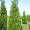 Levensboom (Thuja Plicata 'Atrovirens') -Garden Plants Series Store thuja atrovirens 400 450 1