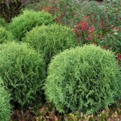 Levensboom (Thuja Occidentalis 'Little Giant') -Garden Plants Series Store thuja occidentalis little giant