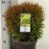 Levensboom (Thuja Occidentalis 'Little Giant') -Garden Plants Series Store thuja occidentalis little giant winter c3 m