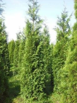 Levensboom (Thuja Plicata 'Atrovirens') -Garden Plants Series Store thuja pl atrovirens 300