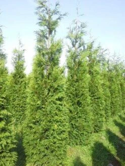 Levensboom (Thuja Plicata 'Atrovirens') -Garden Plants Series Store thuja pl atrovirens 300 350 1