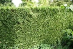 Levensboom (Thuja Plicata 'Atrovirens') -Garden Plants Series Store thuja plicatum atrovirens 1