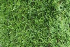 Levensboom (Thuja Plicata 'Atrovirens') -Garden Plants Series Store thuja plicatum atrovirens 2