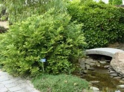 Thujopsis (Thujopsis Dolabrata) -Garden Plants Series Store thujopsis dolabrata