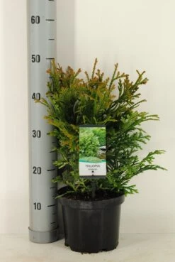 Thujopsis (Thujopsis Dolabrata) -Garden Plants Series Store thujopsis dolobrata winter c3 m