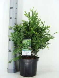 Thujopsis (Thujopsis Dolabrata) -Garden Plants Series Store thujopsis dolobrata zomer c3 m