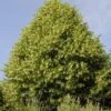 Lindeboom (Tilia Platyphyllos)