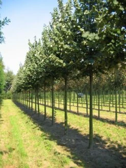 Grote Zilverlinde (Tilia Tomentosa) 6 Grote Zilverlinde (Tilia Tomentosa) -Garden Plants Series Store tilia tomentosa s 25 30 35