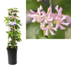 Roze Toscaanse Jasmijn (Trachelospermum 'Pink Air') -Garden Plants Series Store trachelospermum pink air light01