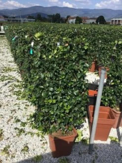 Toscaanse Jasmijn Als Leivorm(Trachelospernum Jasminoides) -Garden Plants Series Store trachelospernum jasminoides 90x50 cm