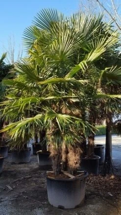 Winterharde Palm Meerstammig (Trachycarpus Fortunei) -Garden Plants Series Store trachycarpus meerstammig 2 1