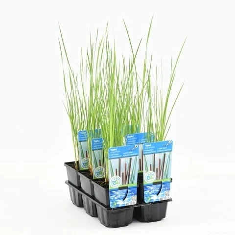 Kleine Lisdodde (Typha Angustifolia) 4 Kleine Lisdodde (Typha Angustifolia) - Image 2