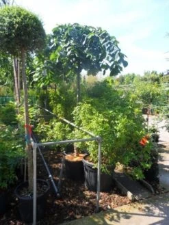 Treuriep (Ulmus Glabra 'Pendula') -Garden Plants Series Store ulmus glabra pendula 14 16 18ho cont