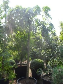 Treuriep (Ulmus Glabra 'Pendula') -Garden Plants Series Store ulmus glabra pendula 20 25ho c160