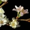 Japanse Sierkers (Prunus Subhirtella 'Autumnalis') -Garden Plants Series Store vaem01169