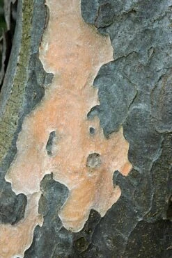 Grote Parrotia (Parrotia Persica) -Garden Plants Series Store vaem01237