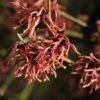 Toverhazelaar (Hamamelis Intermedia 'Ruby Glow') -Garden Plants Series Store vaem02444
