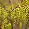 Staartaar (Stachyurus Praecox) -Garden Plants Series Store vaem05718 1