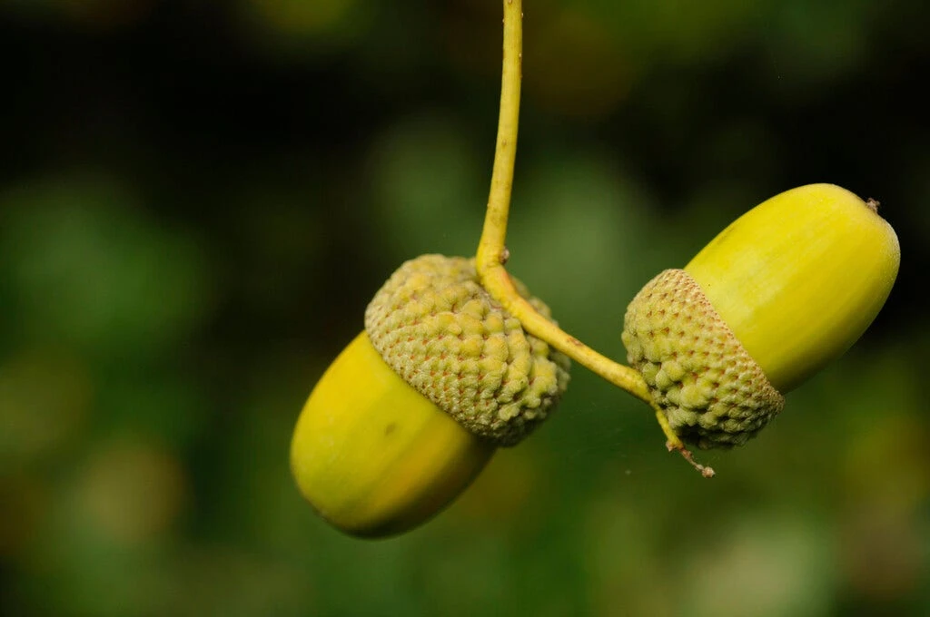 Grote Zomereik (Quercus Robur) 3 Grote Zomereik (Quercus Robur)