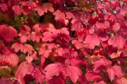 Gelderse Roos (Viburnum Opulus) -Garden Plants Series Store vaem08760 1