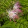 Perzische Slaapboom Als Halfstam (Albizia Julibrissin)