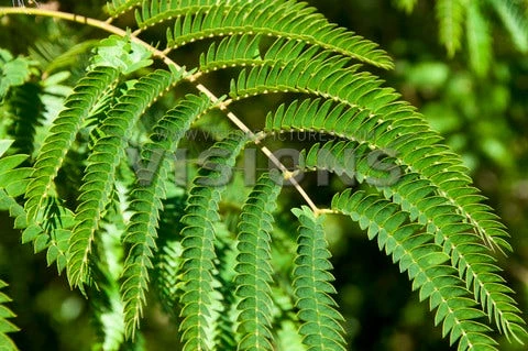 Perzische Slaapboom Als Halfstam (Albizia Julibrissin) 4 Perzische Slaapboom Als Halfstam (Albizia Julibrissin) - Image 2