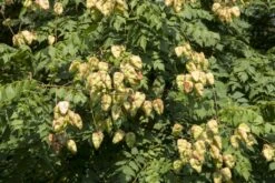 Zeepboom (Koelreuteria Paniculata) -Garden Plants Series Store vaem10515