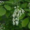 Geelhout Als Struik (Cladrastis Kentukea) -Garden Plants Series Store vami01077