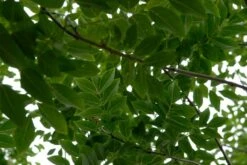 Maackia (Maackia Amurensis) 7 Maackia (Maackia Amurensis) -Garden Plants Series Store vami04349