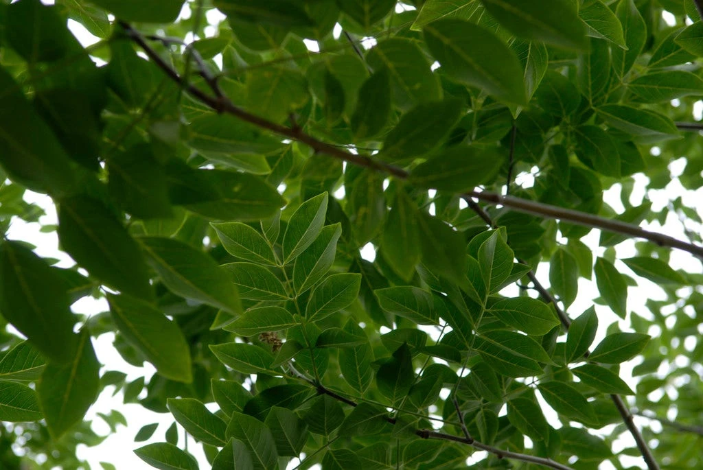 Maackia (Maackia Amurensis) 4 Maackia (Maackia Amurensis) - Image 2