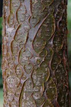 Maackia (Maackia Amurensis) 8 Maackia (Maackia Amurensis) -Garden Plants Series Store vami04434