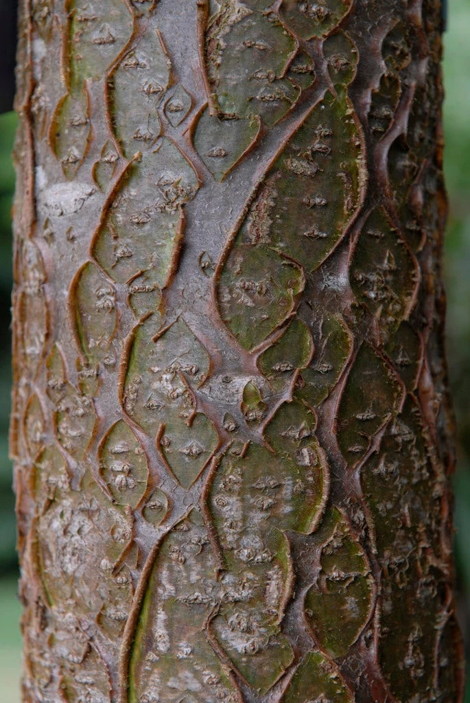 Maackia (Maackia Amurensis) 5 Maackia (Maackia Amurensis) - Image 3