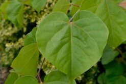 Chinese Judasboom (Cercis Chinensis 'Shirobana') -Garden Plants Series Store vami09100 1