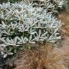 Rhododendron (Rhododendron 'Edelweiss') -Garden Plants Series Store vami09784