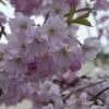 Zuilvormige Sierkers (Prunus 'Spire') -Garden Plants Series Store vawi01585 1