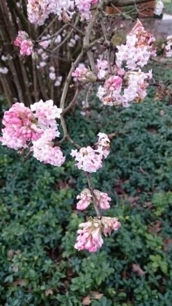 Sneeuwbal (Viburnum Bodnantense 'Dawn') -Garden Plants Series Store viburnum bodn. charles lamont 2 2