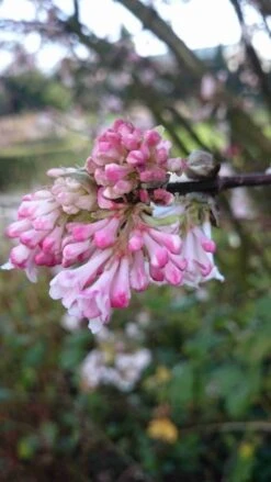 Sneeuwbal (Viburnum Bodnantense 'Charles Lamont') 12 Sneeuwbal (Viburnum Bodnantense 'Charles Lamont') -Garden Plants Series Store viburnum bodn. charles lamont 3