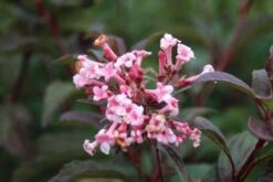 Sneeuwbal (Viburnum Bodnantense 'Dawn') -Garden Plants Series Store viburnum bodnantense dawn 6