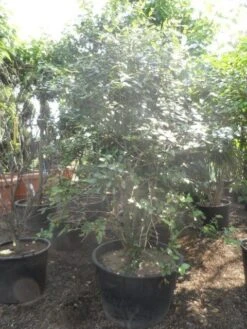 Sneeuwbal (Viburnum Burkwoodii) -Garden Plants Series Store viburnum burkwoodii 200 250 300 c240