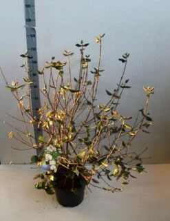 Sneeuwbal (Viburnum Burkwoodii) 17 Sneeuwbal (Viburnum Burkwoodii) -Garden Plants Series Store viburnum burkwoodii 80 100 cm co. 7.5l v kopie 2