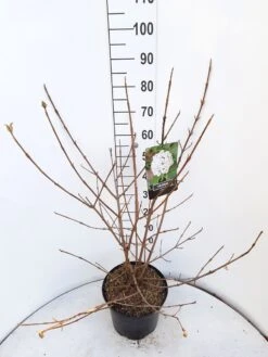 Sneeuwbal (Viburnum Carlcephalum) -Garden Plants Series Store viburnum carlecephalum c10 v01