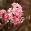 Sneeuwbal (Viburnum Bodnantense 'Charles Lamont') -Garden Plants Series Store viburnum charles lamont 1