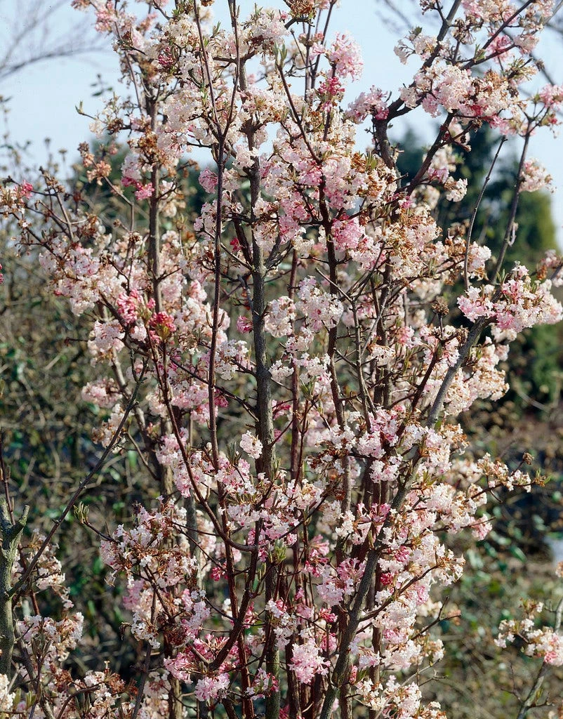 Sneeuwbal (Viburnum Bodnantense 'Charles Lamont') 4 Sneeuwbal (Viburnum Bodnantense 'Charles Lamont') - Image 2