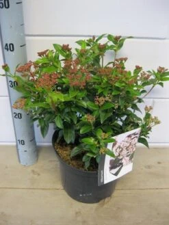 Groenblijvende Sneeuwbal (Viburnum Tinus 'Eve Price') -Garden Plants Series Store viburnum eve price c5 6 11 2018 2