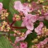 Japanse Sneeuwbal (Viburnum Plicatum 'Kilimandjaro Sunrise') -Garden Plants Series Store viburnum kil. sunrise 3 1