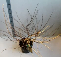 Sneeuwbal (Viburnum Plicatum 'Mariesii') -Garden Plants Series Store viburnum plic mariessii 80 10 cm co. 10lv kopie 1