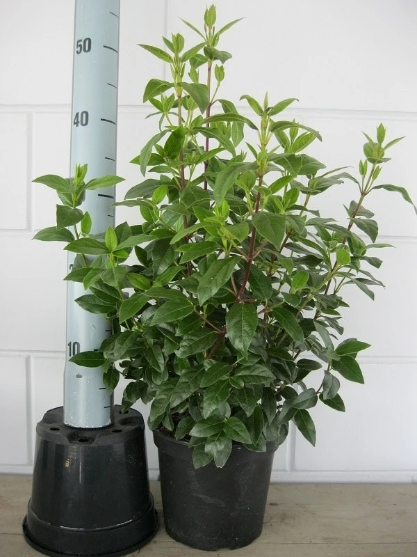 Sneeuwbal (Viburnum Tinus 'Spirit') 11 Sneeuwbal (Viburnum Tinus 'Spirit') - Image 9