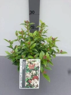 Groenblijvende Sneeuwbal (Viburnum Tinus 'Eve Price') -Garden Plants Series Store viburnum tinus eve price 1