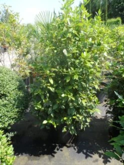 Groenblijvende Sneeuwbal (Viburnum Tinus 'Eve Price') -Garden Plants Series Store viburnum tinus eve price 125 150 c50 1